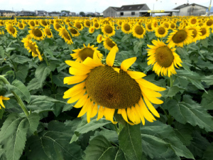 写真 2016-07-31 9 25 04